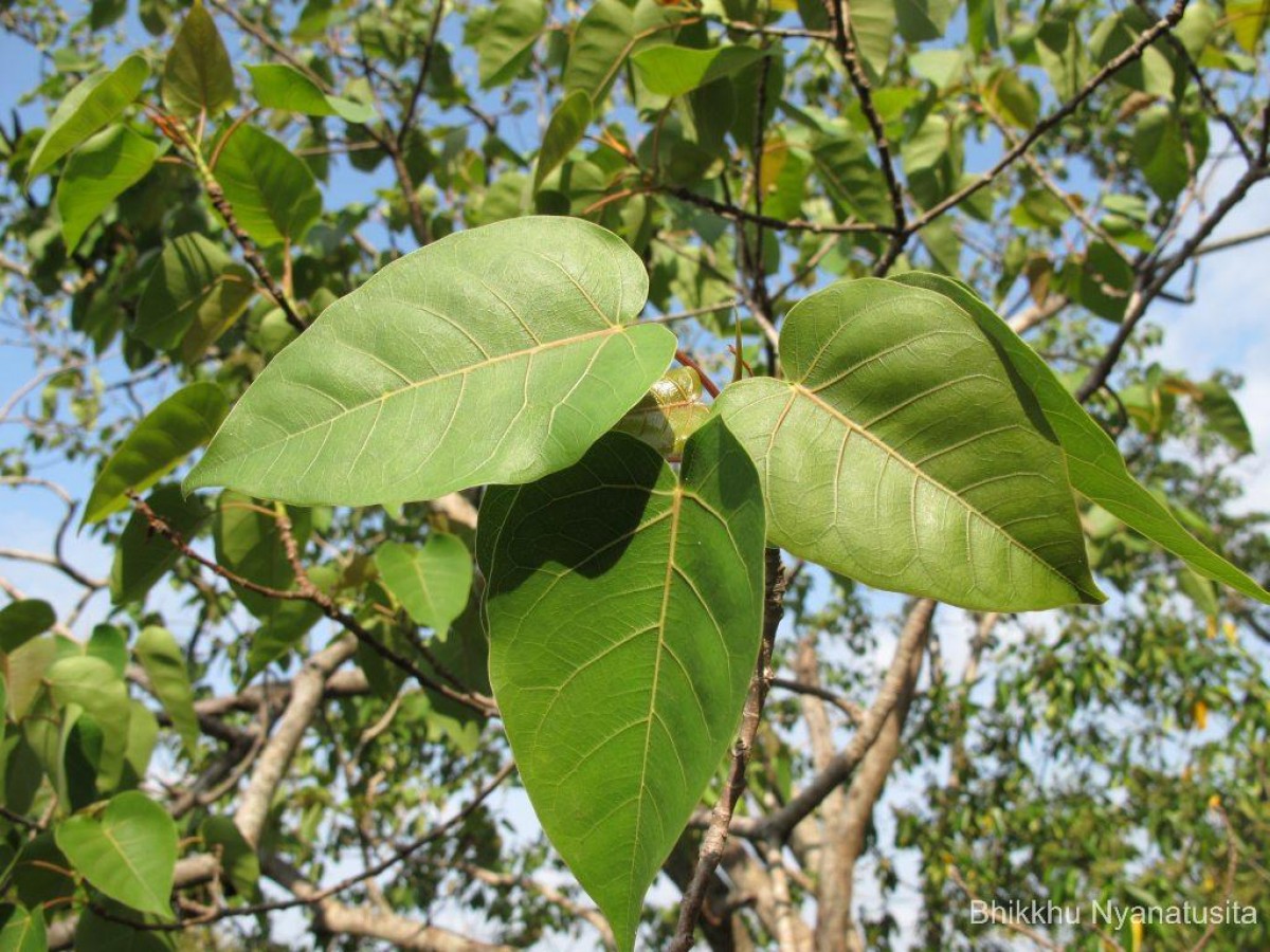 Ficus arnottiana (Miq.) Miq.